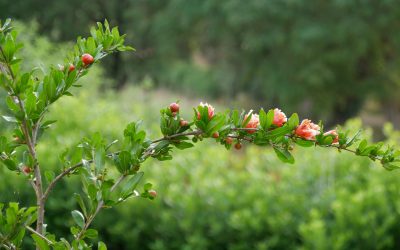 La stagione dei frutti nuovi